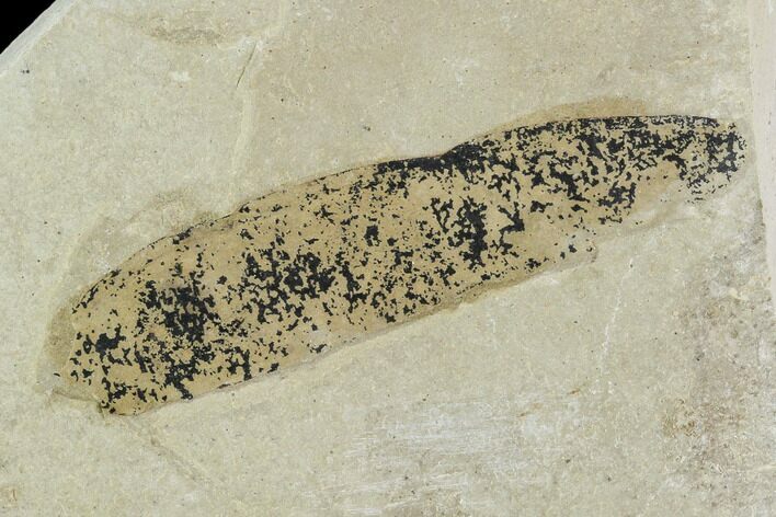 Fossil Legume (Mimosites) Pod - Green River Formation, Utah #111372